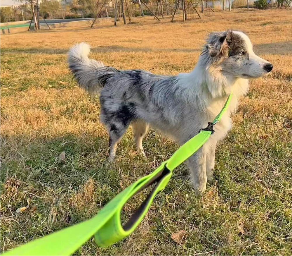 Mycicy promenade exterieure avec laisse turquoise permet de garder le chien proche
