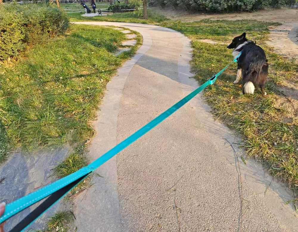 Mycicy session d'entrainement chien aide au rappel et au controle