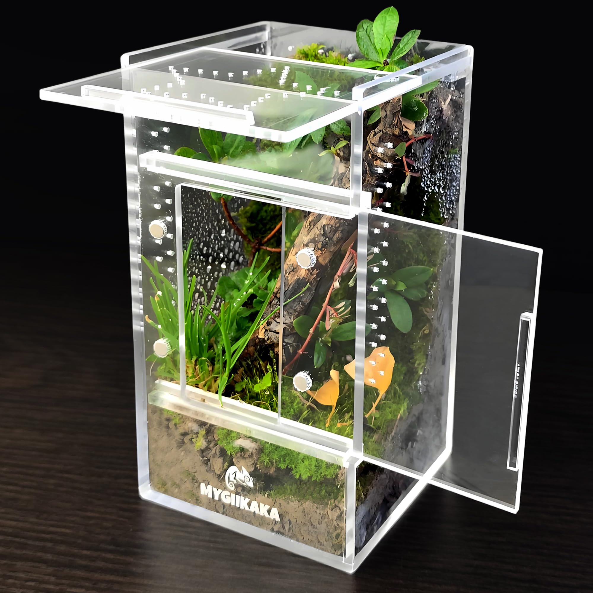 MYGIIKAKA terrarium-insectes 3x3x6: vue nette pour observer les petits animaux