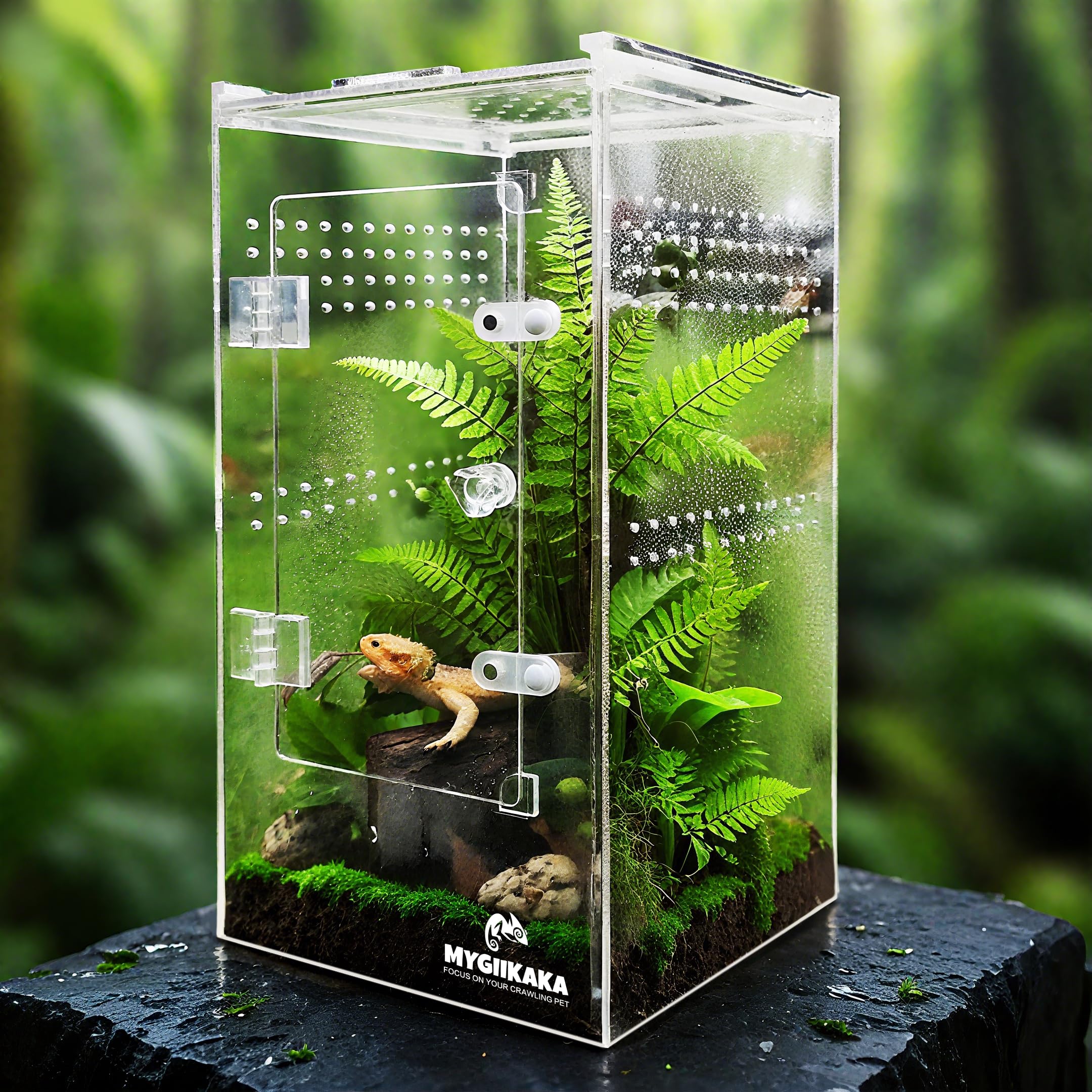 MYGIIKAKA terrarium transparent 6x6x12 pour observation claire des insectes.