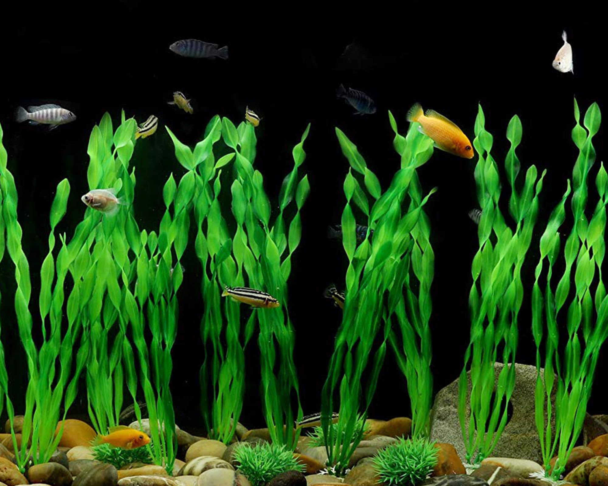 MyLifeUNIT algues d'aquarium, mouvement fluide dans l'eau.