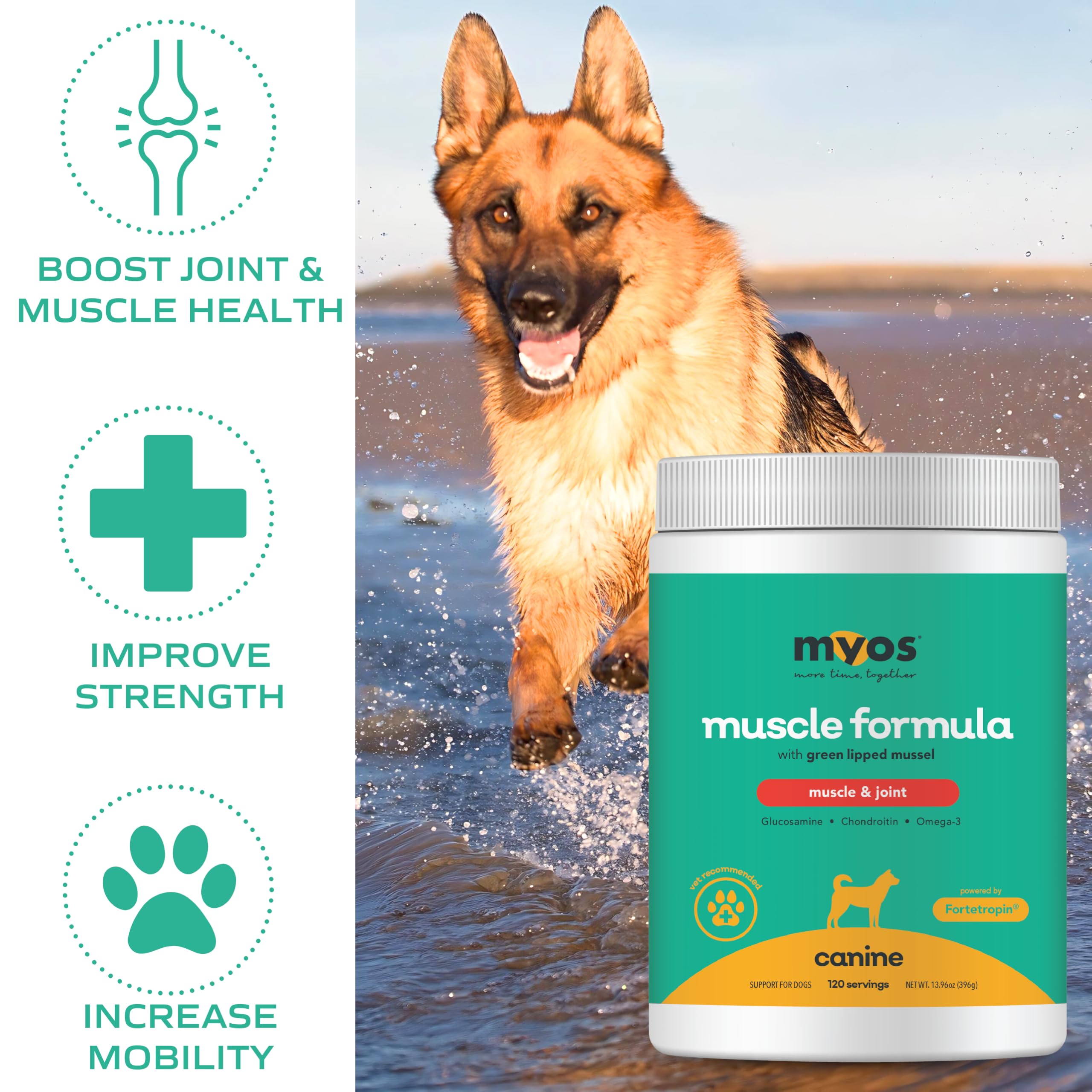 MYOS Canine Muscle Formula – chien en action, soutien potentiel à la mobilité pendant l’exercice.