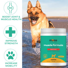 MYOS Canine Muscle Formula – chien en action, soutien potentiel à la mobilité pendant l’exercice.