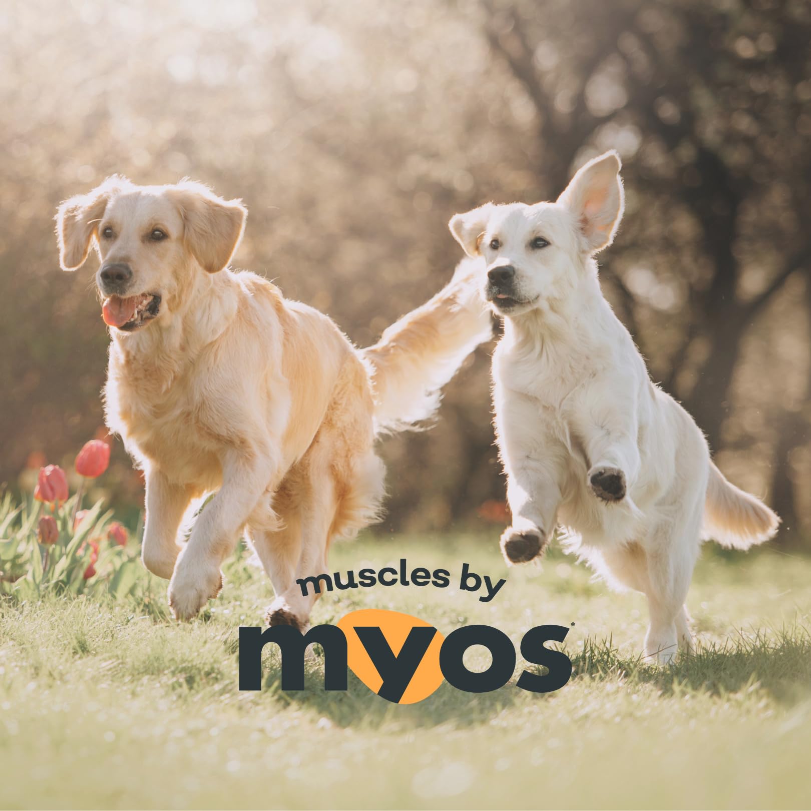 MYOS Canine Muscle Formula – Mobilité, potentiel pour favoriser l'activité quotidienne.