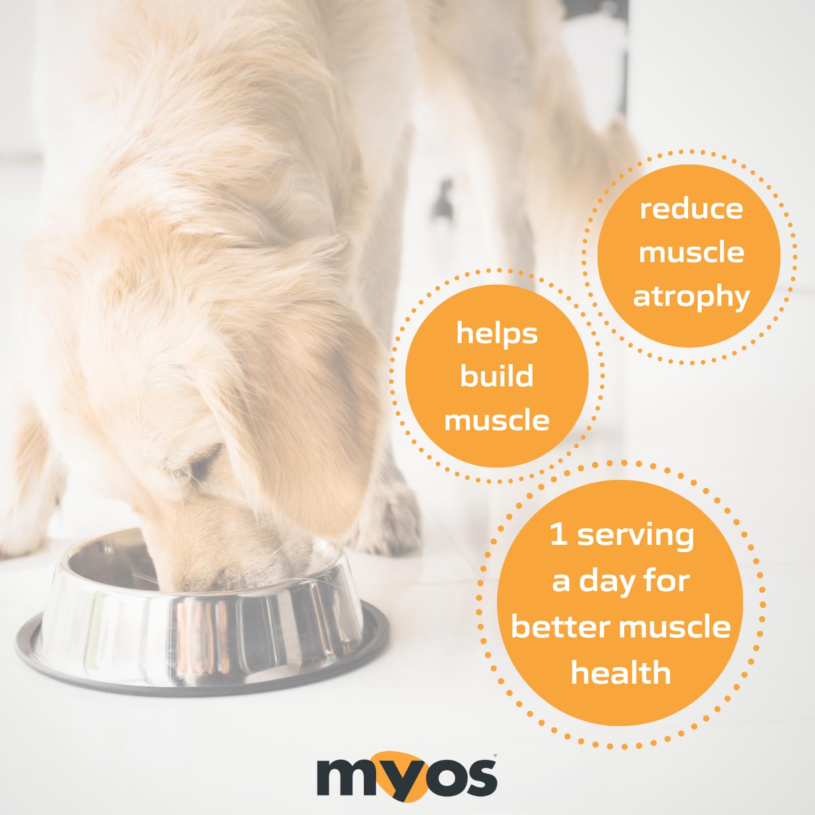 MYOS Canine Muscle Formula – Mode d'emploi, guide clair pour une utilisation régulière.