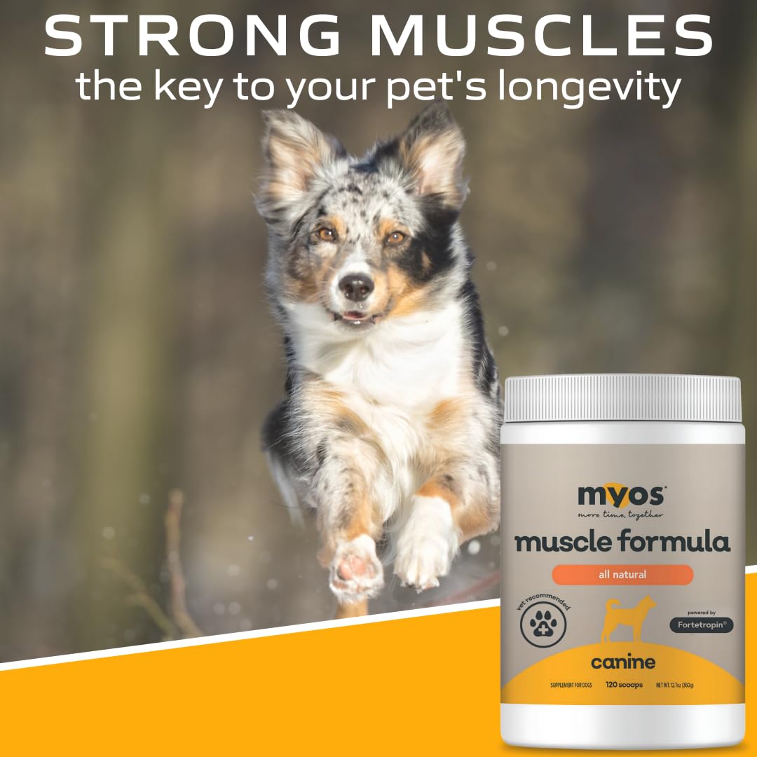 Soutien potentiel à la santé musculaire offert par MYOS.