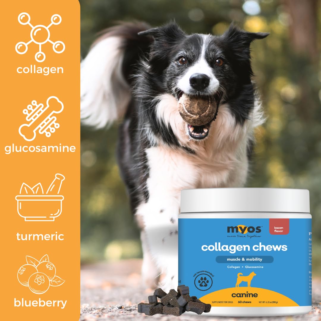 MYOS Canine Muscle & Mobility Chews, collagène 600 mg, renforce les muscles