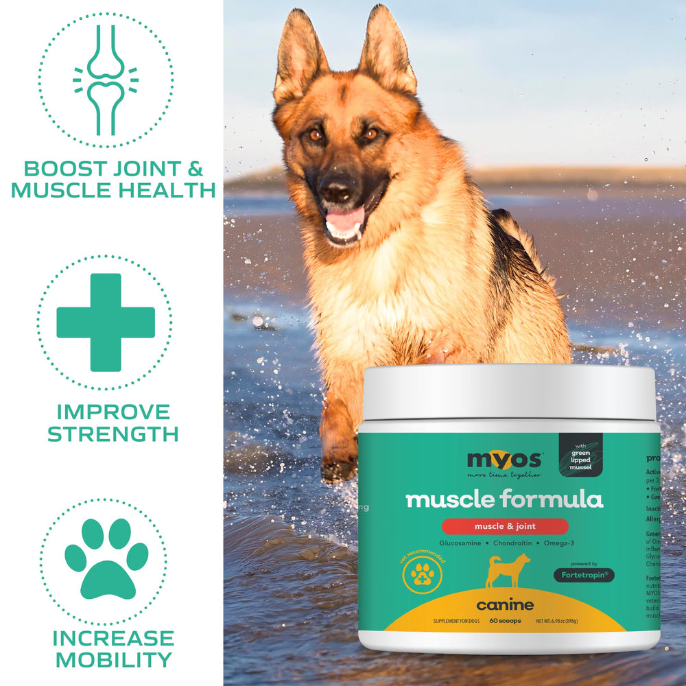 Glucosamine – élément clé pour la mobilité et la flexibilité.