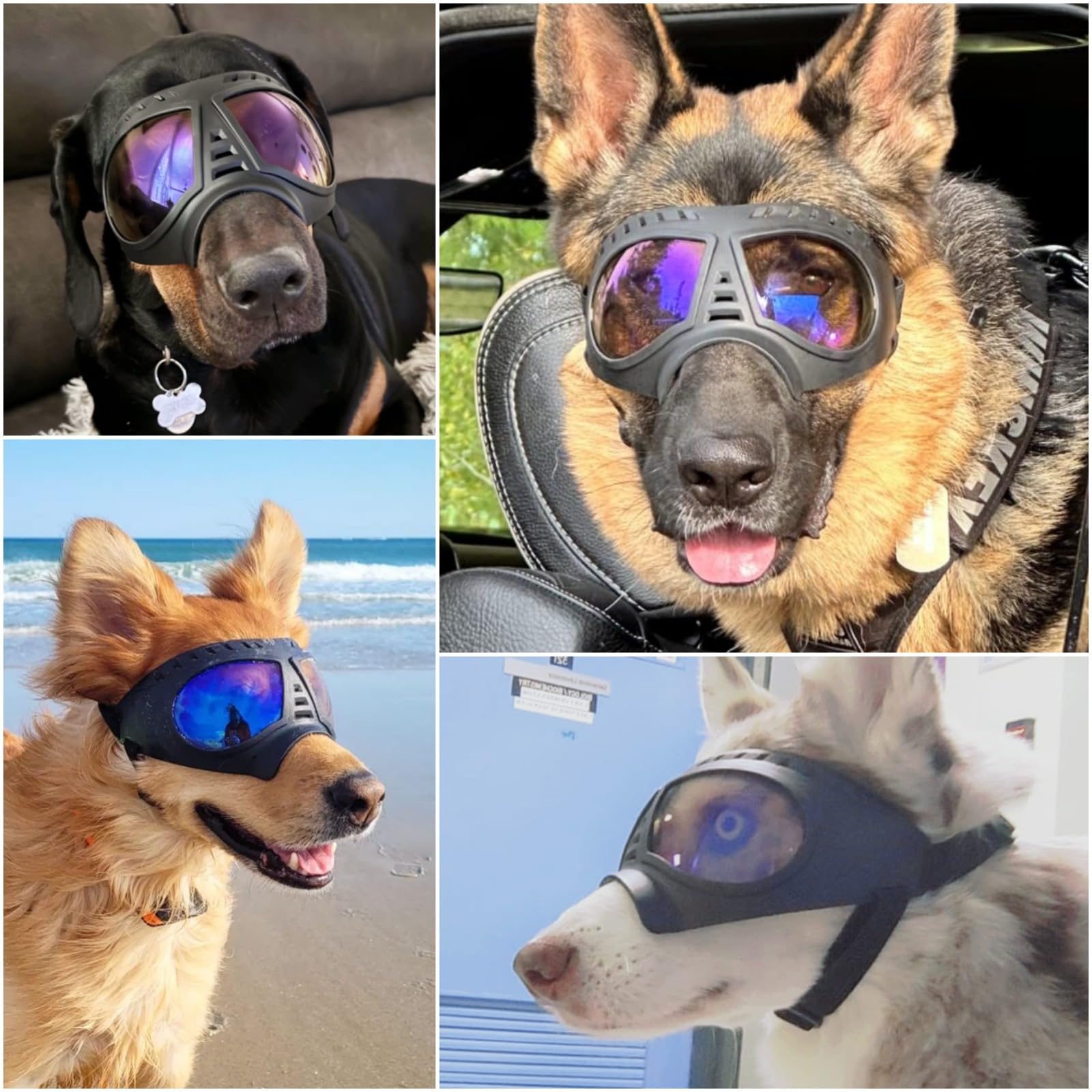 Lunettes NAMSAN pour chiens anti-UV protègent les yeux lors des trajets.