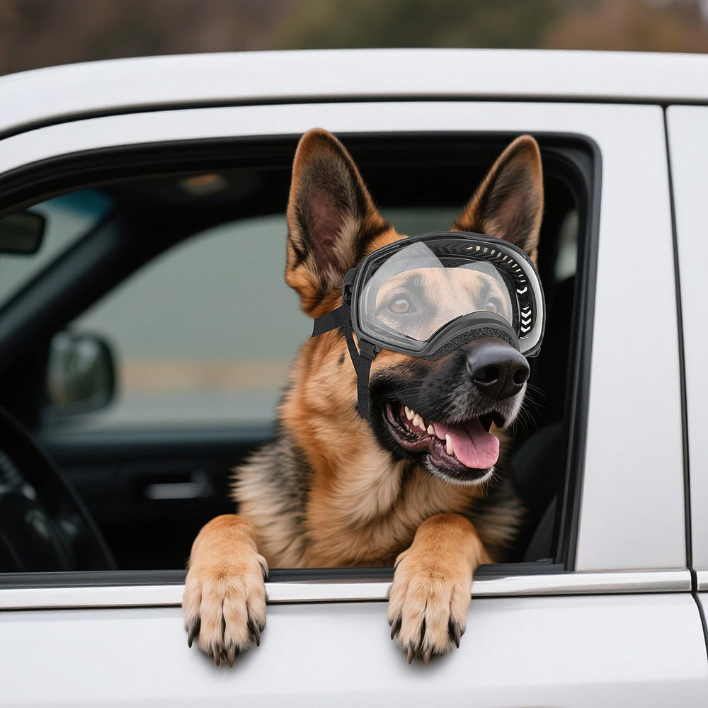 Design noir moderne des lunettes NAMSAN pour chien pour les sorties.
