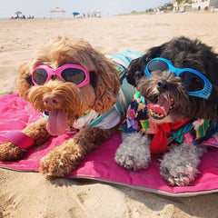 Lunettes NAMSAN chien bleu protection UV pour sorties en plein air.