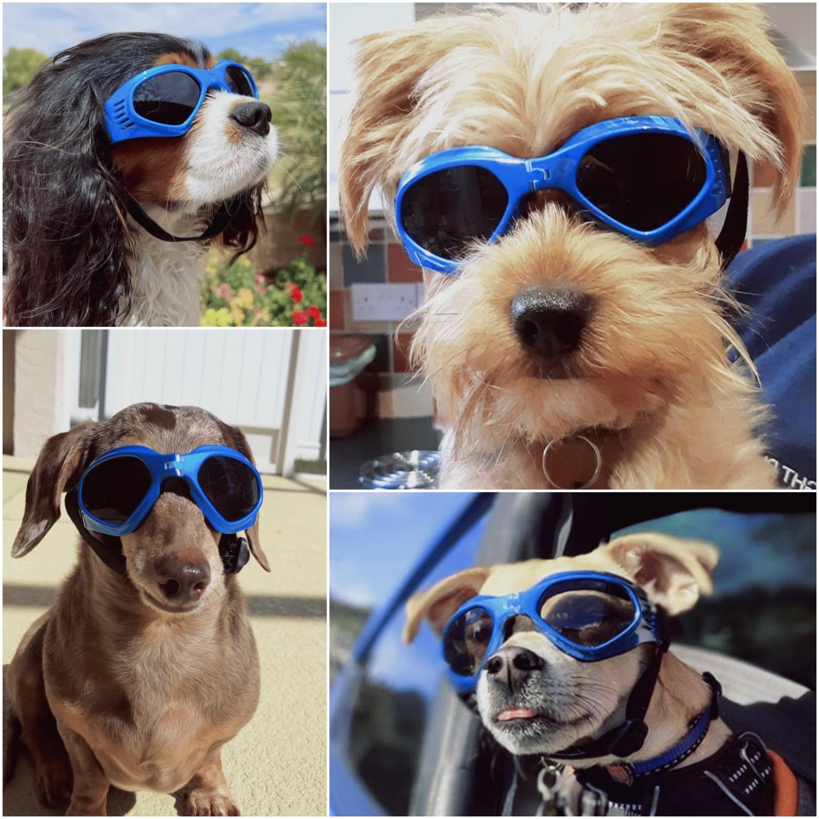 Lunettes NAMSAN chien bleu protègent des poussières et débris en voyage.