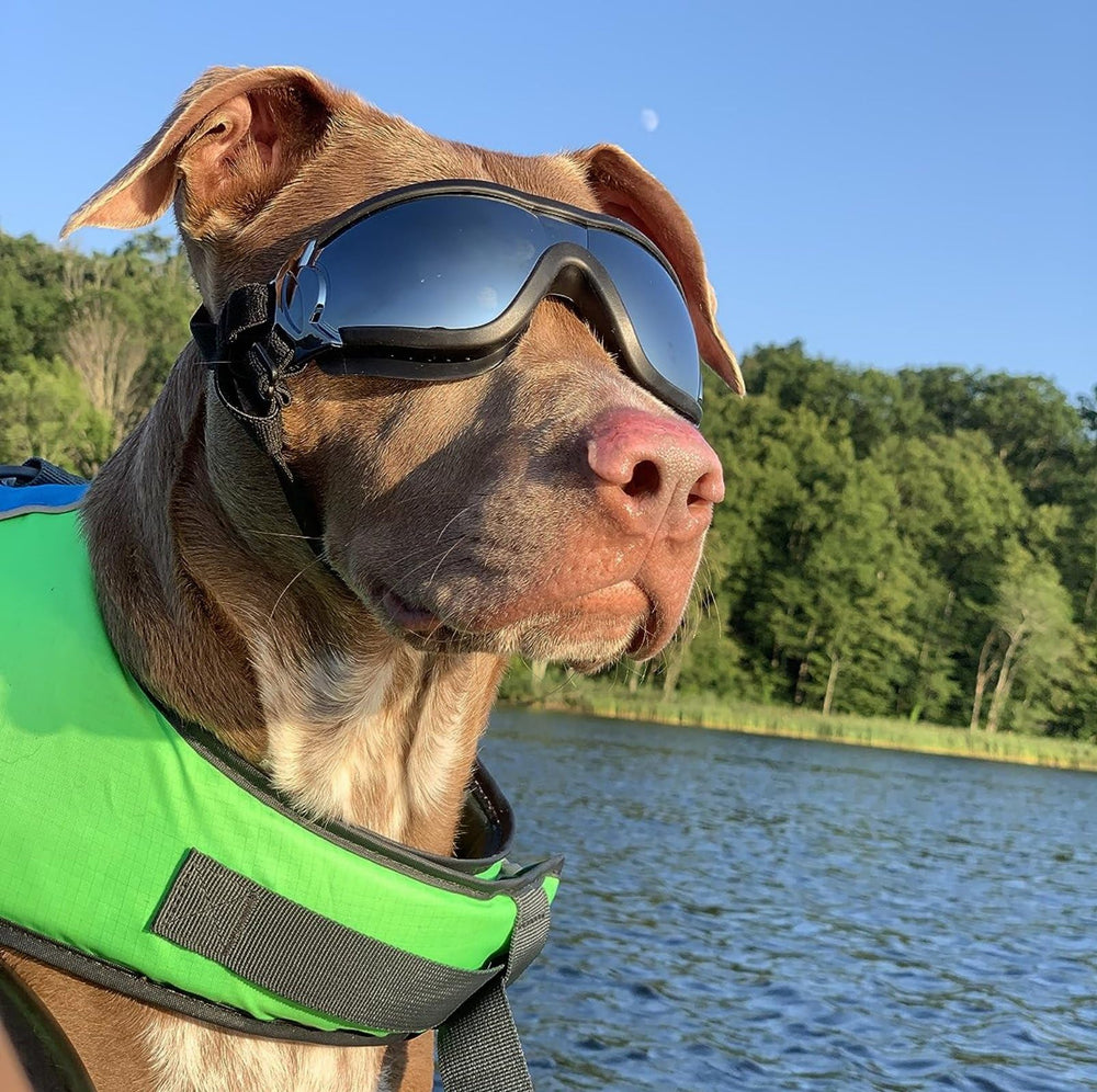 Lunettes NAMSAN adaptées taille moyenne à grande pour chiens actifs.