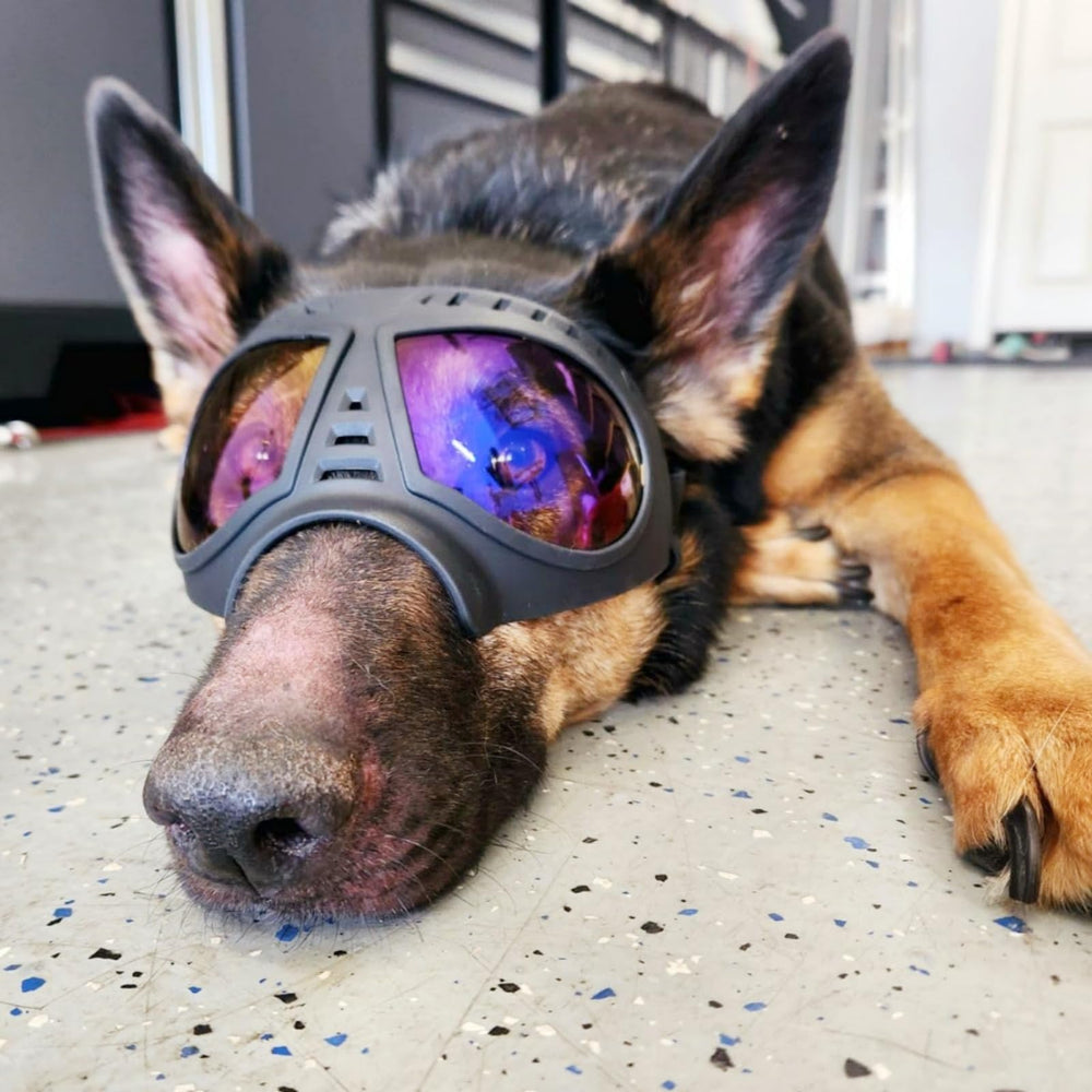 Idéales pour activités extérieures et voyages avec votre chien.