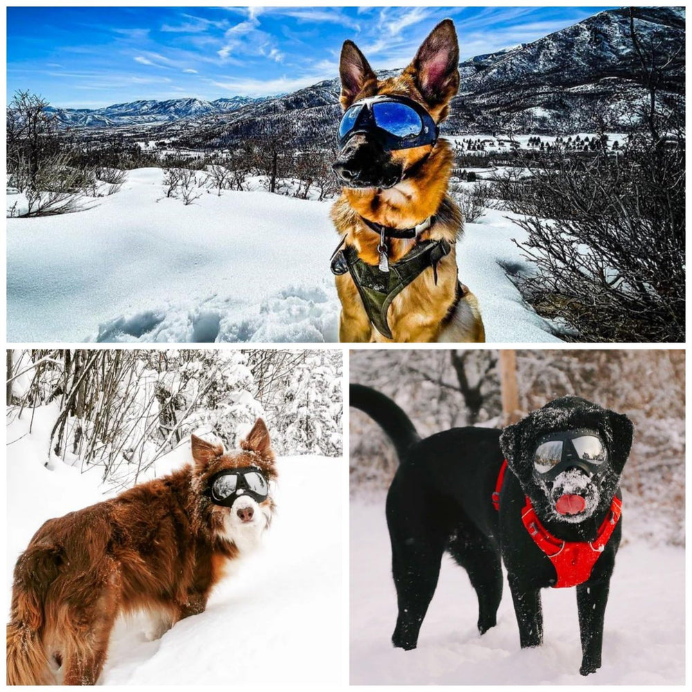 Utilisation en extérieur, voiture ou ski pour chiens avec NAMSAN.
