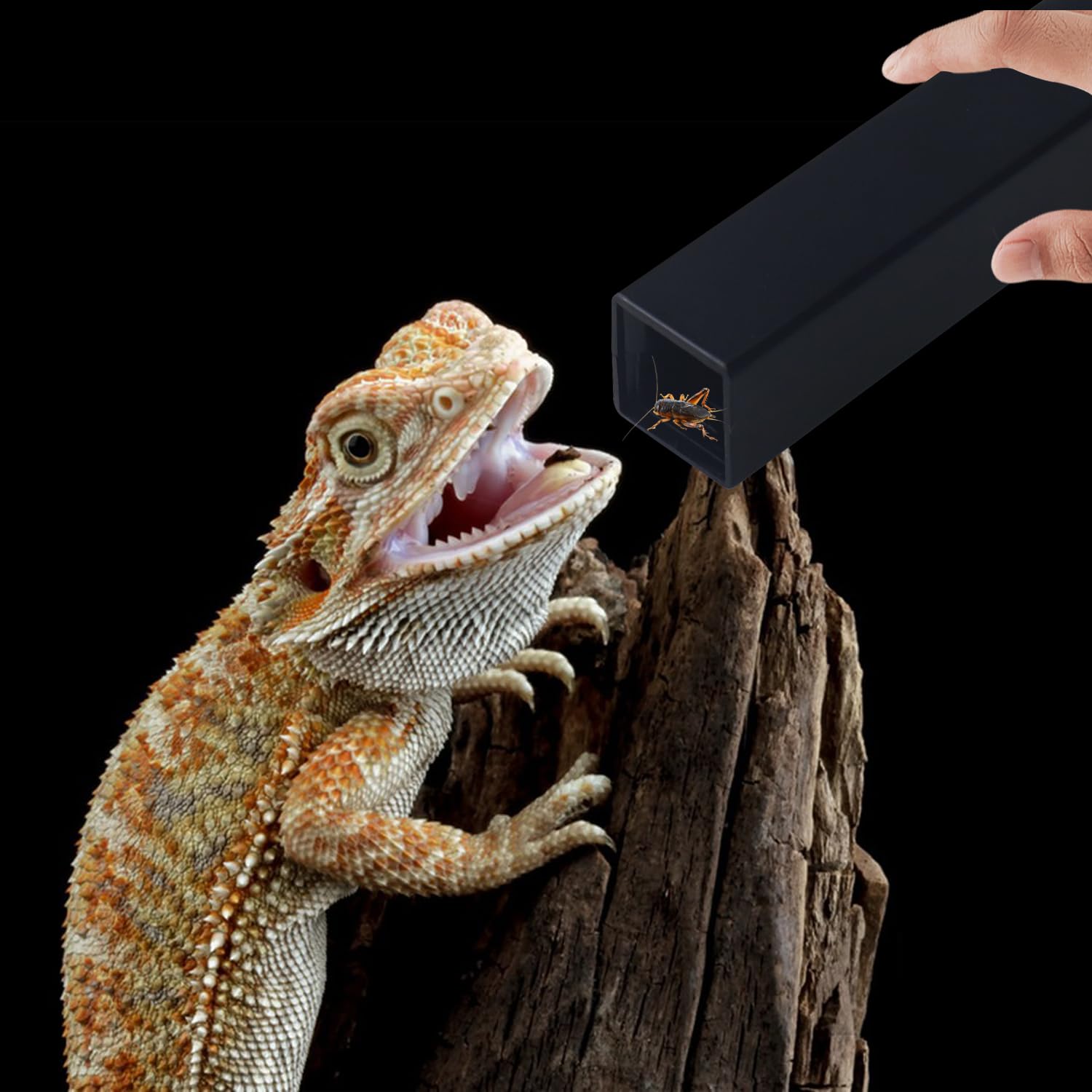 NANEEZOO Garde-grillons : bac de nourriture pour geckos et reptiles.