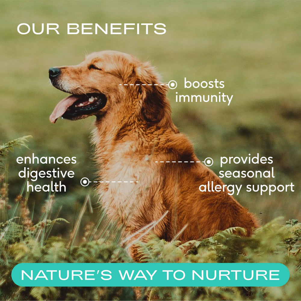 Native Pet Colostrum – poudre bovine, soutien digestif pour chien.
