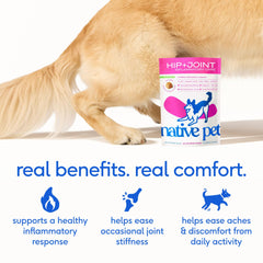 Native Pet Inflammatory Care – morceaux-poulet visibles dans les bouchées, goût apprécié par les chiens.