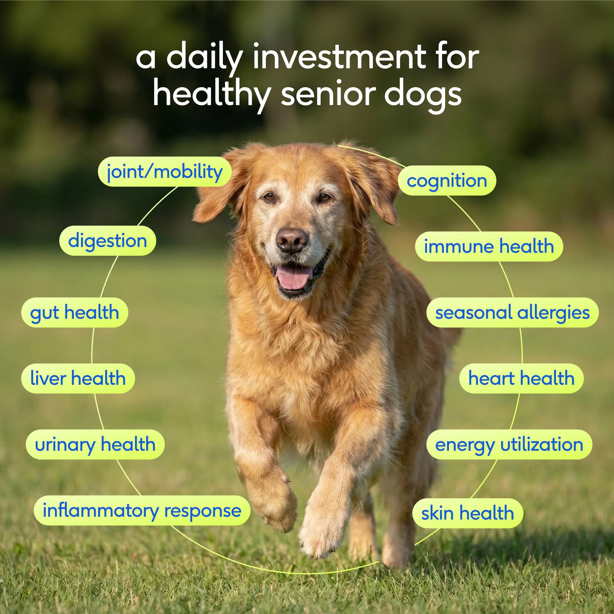 Native Pet Senior cuillère-dose montrant la portion quotidienne pour le chien