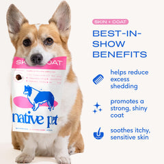 Native Pet Skin & Coat Chews, oméga-3 saumon: nourrit le pelage et la peau