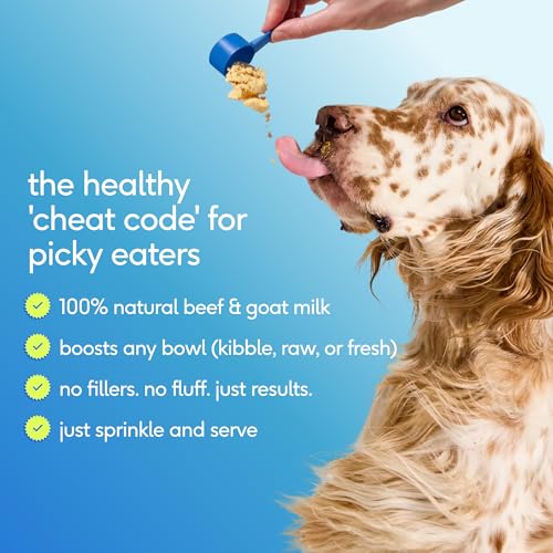 Native Pet énergie et mobilité: activité quotidienne et jeux