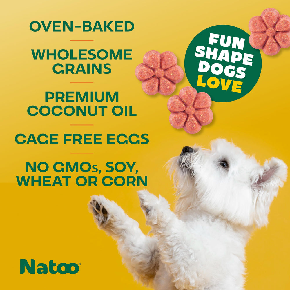 NATOO Biscuits chien petit – chien heureux mordant le biscuit.