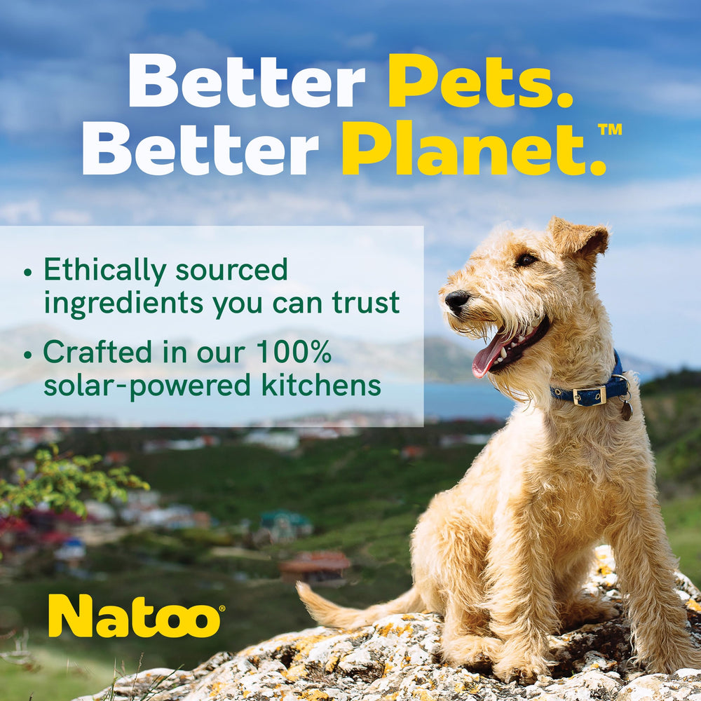 NATOO dentition et tartre: aide potentielle pour une bouche saine.