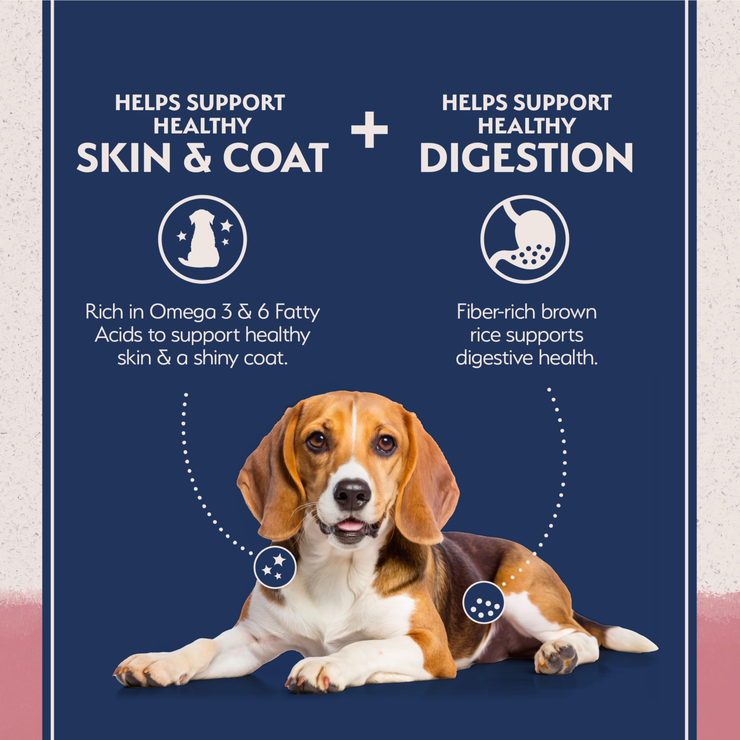 Bol chien avec croquettes saumon Natural Balance, repas pratique et appétissant.