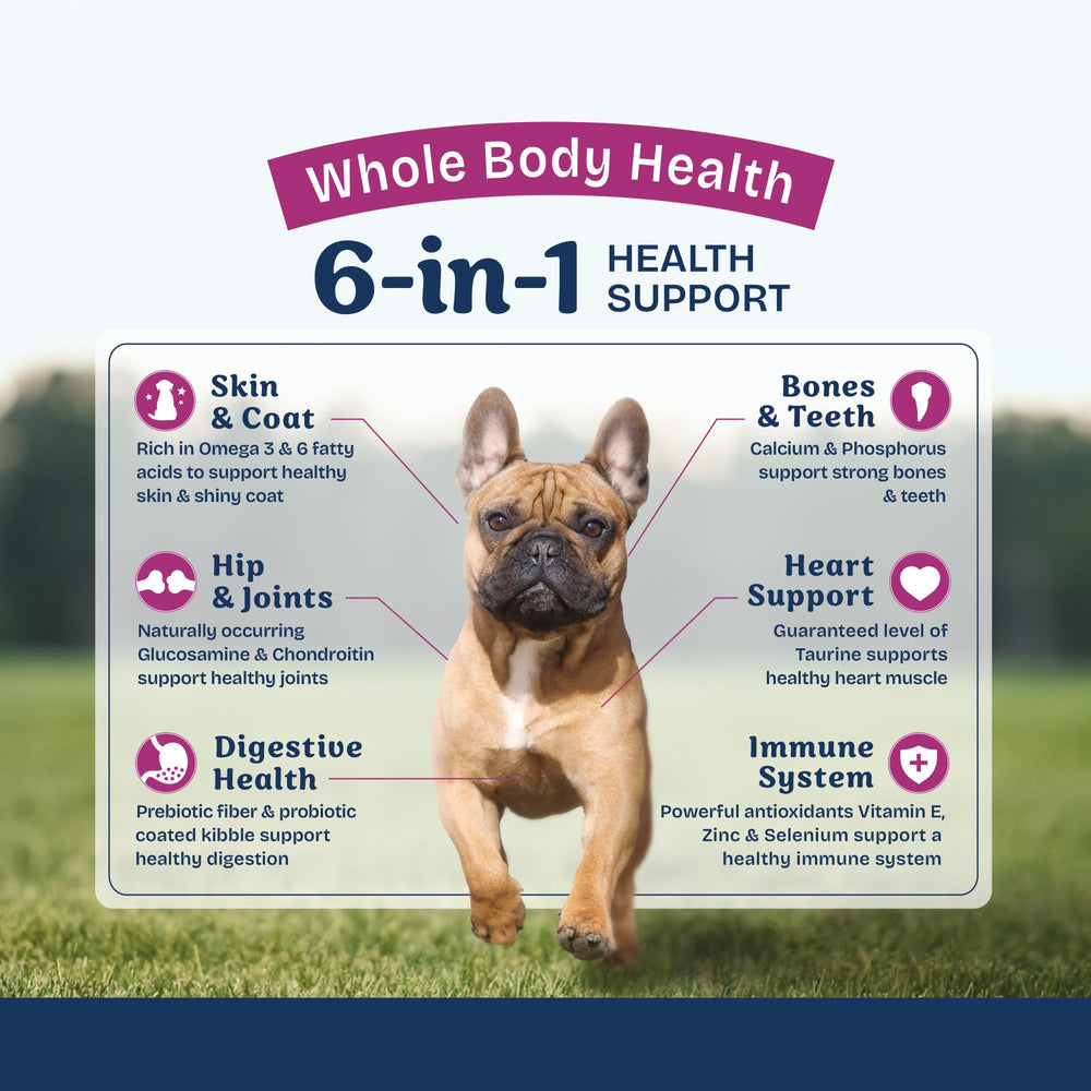 Chien dégustant Natural Balance Health Protection, repas appétissant et facile à servir.