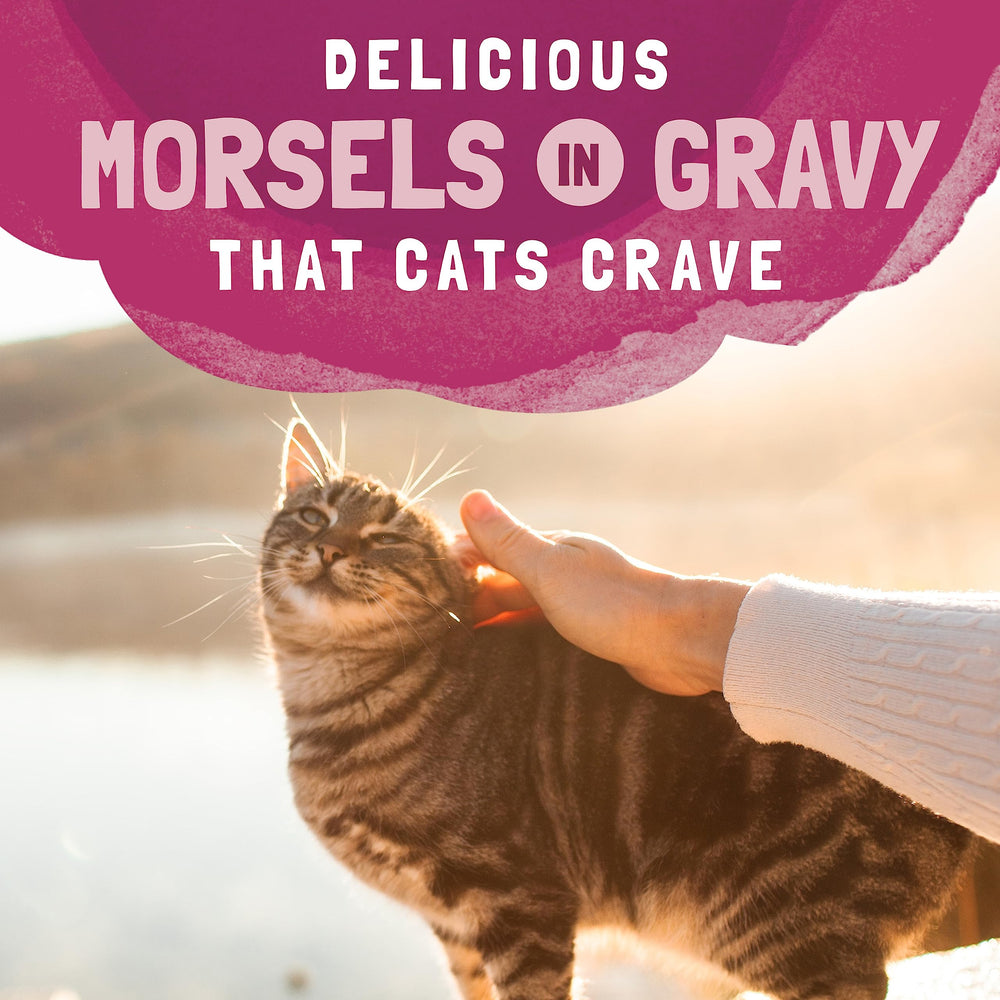Repas quotidien du chat avec Platefulls dinde-saumon-poulet en sauce