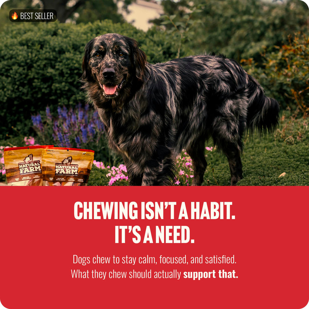 Natural Farm Bully Sticks soin dentaire potentiel, 4 pouces pour l'entretien buccal.