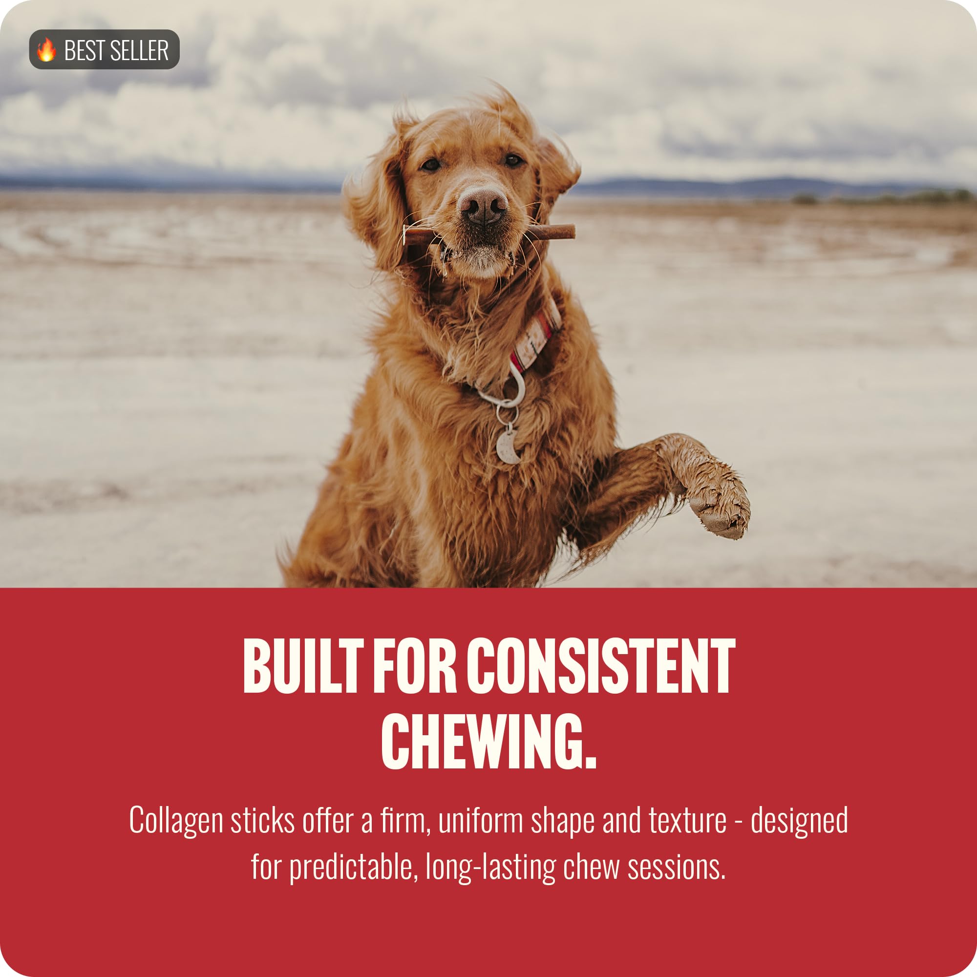 Chien en train de mordre un bâton collagene – mastication durable et engagement.