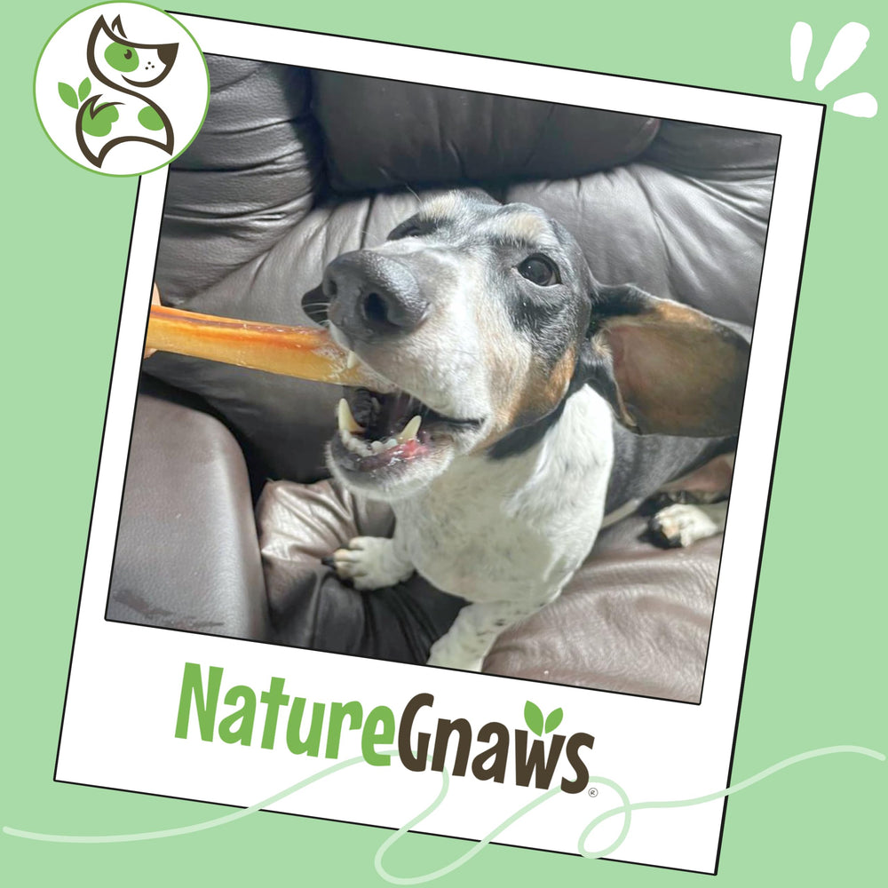 Nature Gnaws batonnet boeuf fin petit chien—texture fine et durable.