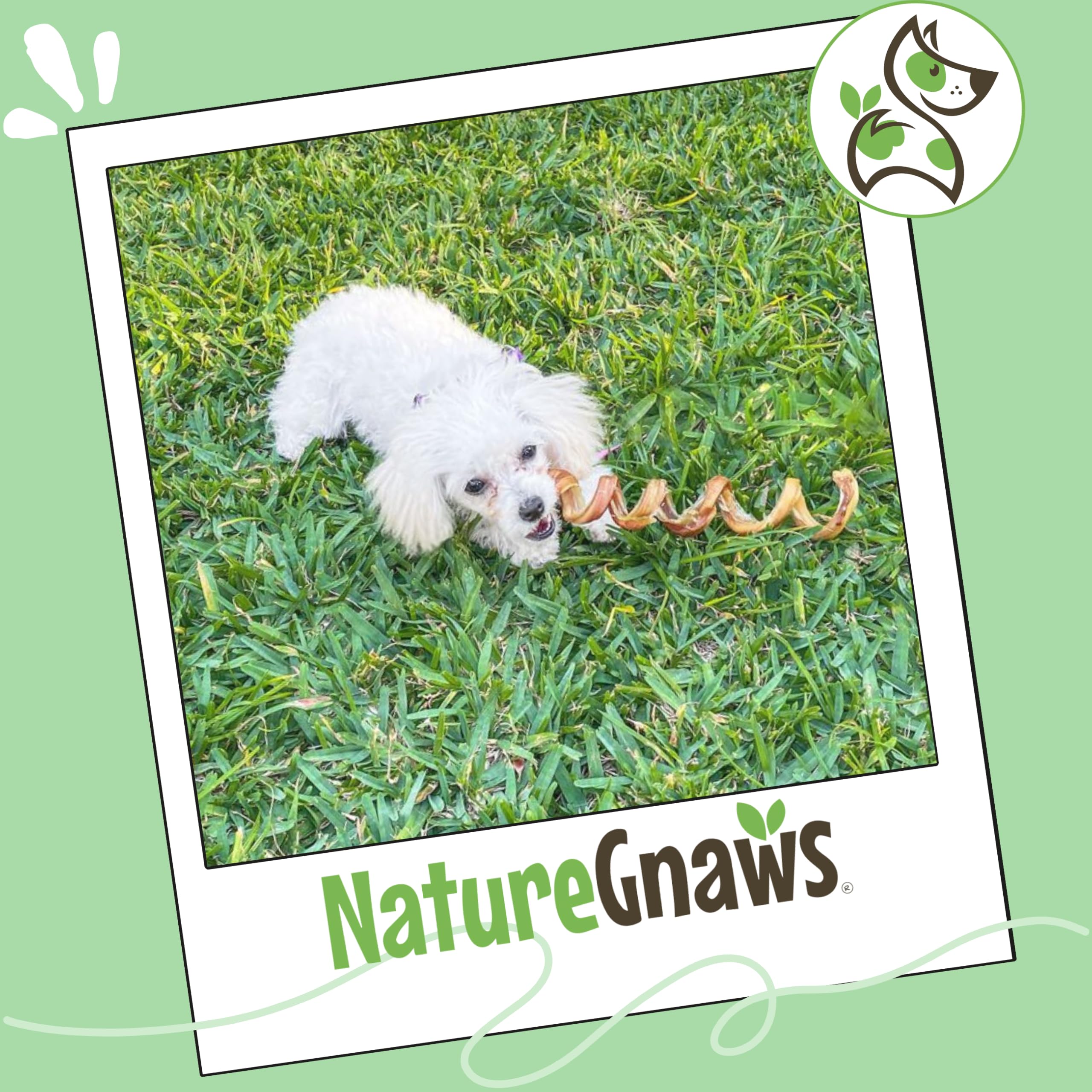 Nature Gnaws Bully Springs dégage un arôme naturel qui plaît aux chiens