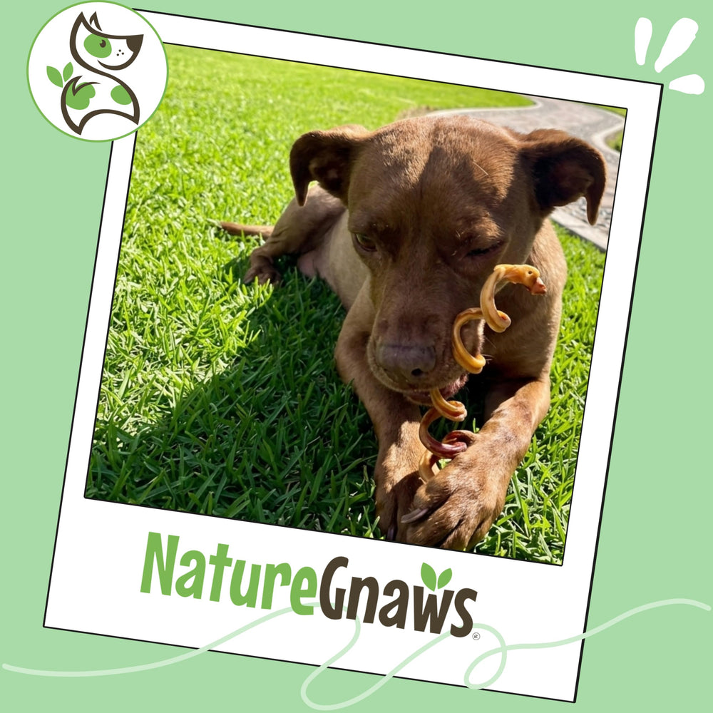 Nature Gnaws Bully Springs sans cuir brut, alternative naturelle au rawhide