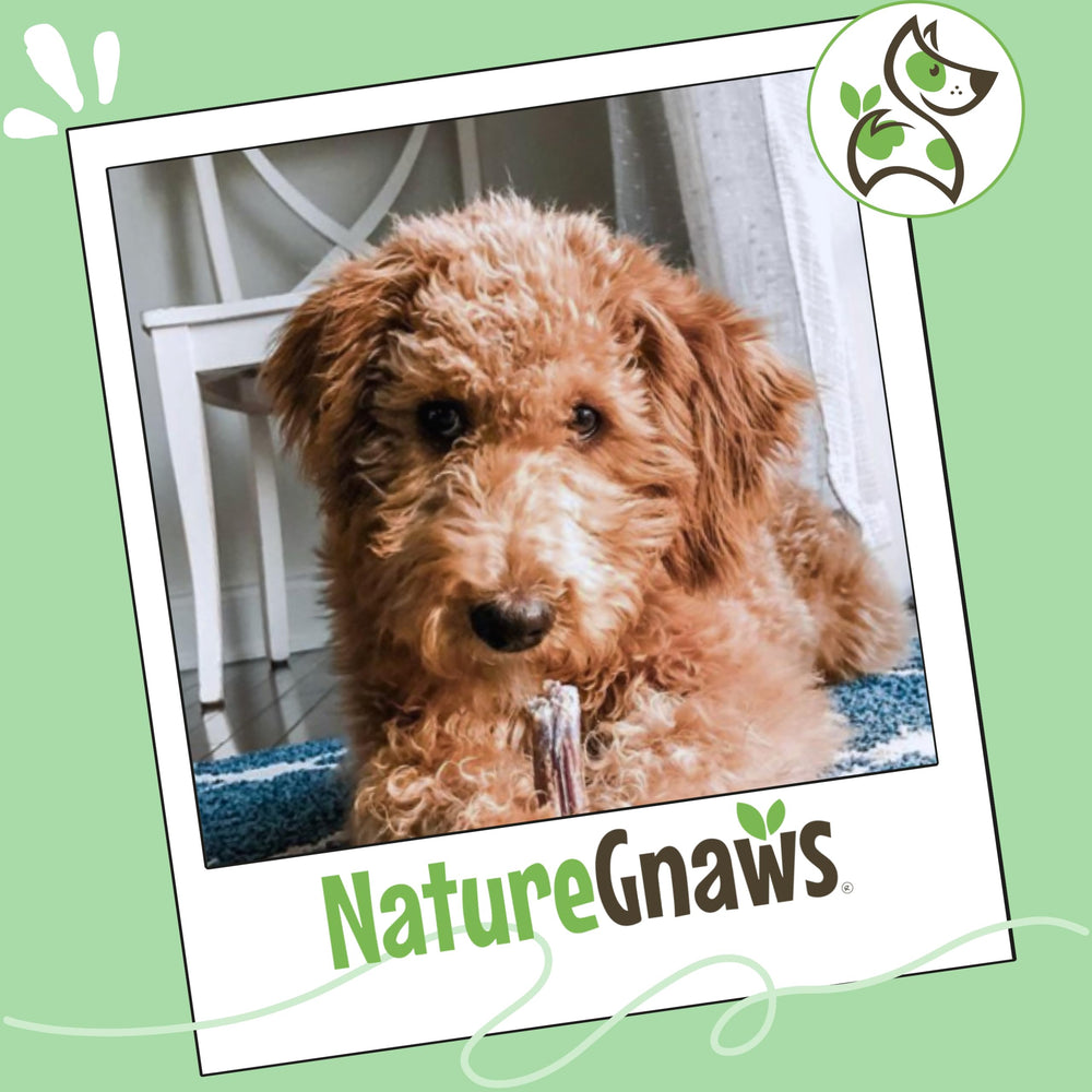 Nature Gnaws Bully Stick Bites entreprise familiale, ingrédients responsables.