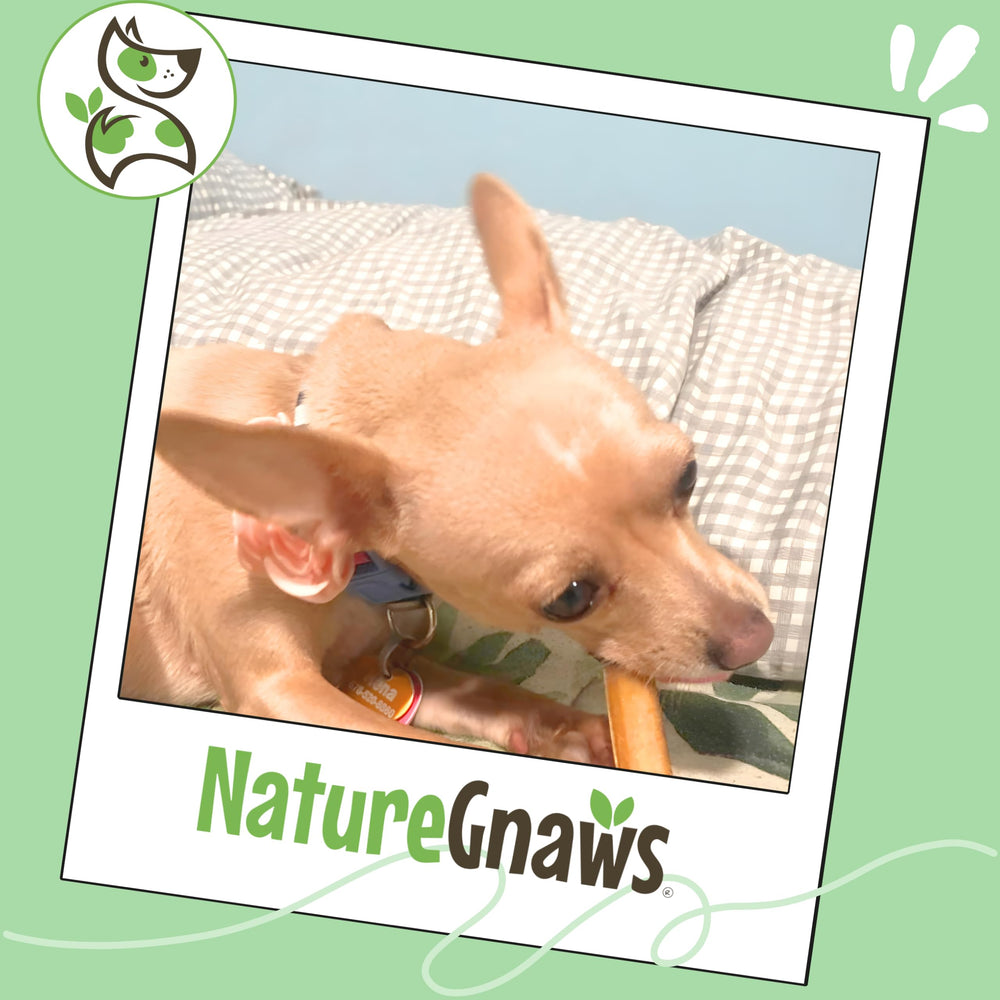 Nature Gnaws Bully Stick Bites texture savoureuse pour récompenser et occuper.