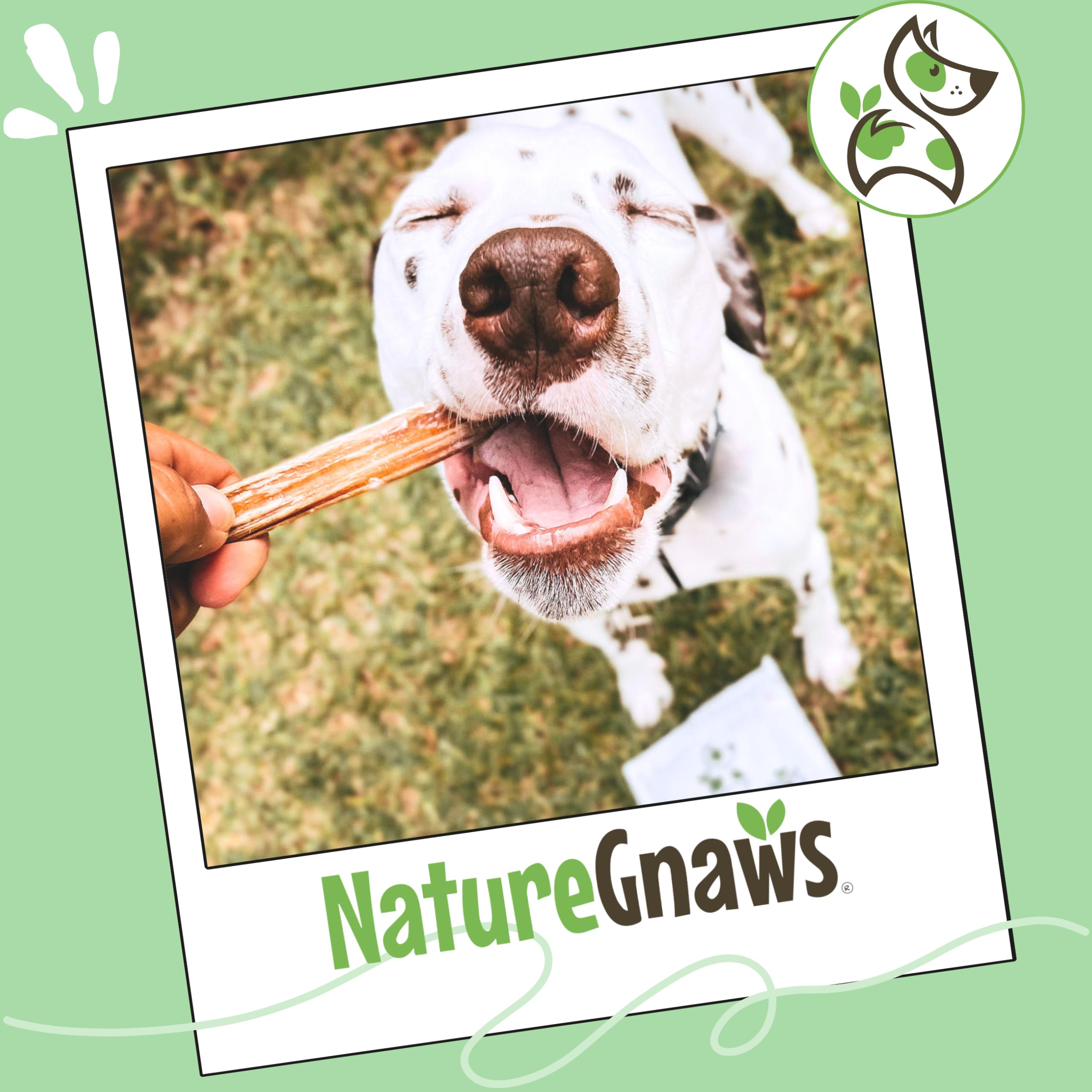 Nature Gnaws Bully Sticks 5-6 pouces – récompense naturelle qui occupe et réconforte le chien.