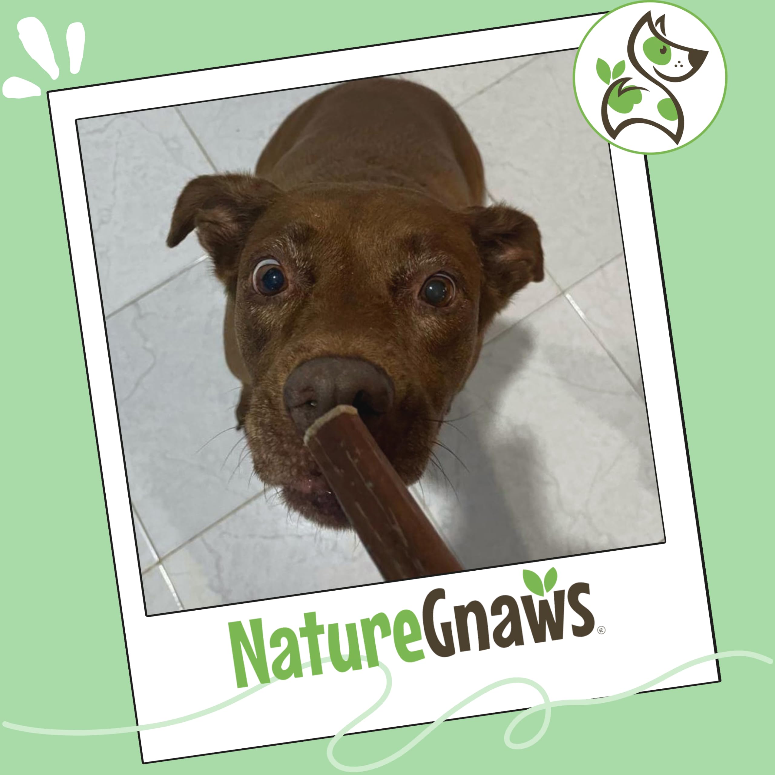 Utilisation dentaire et discipline avec Bully Sticks Nature Gnaws.
