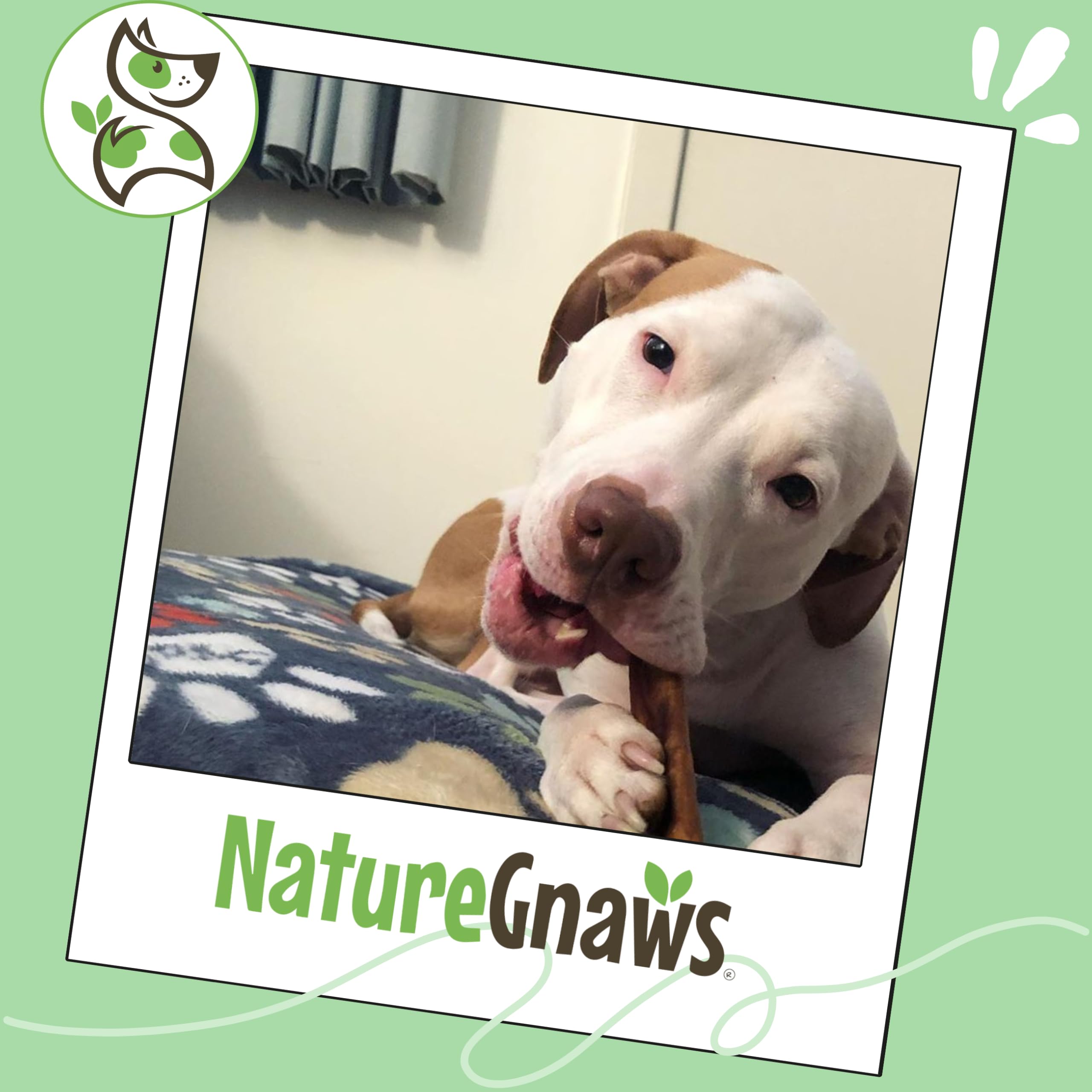 Occupation prolongée avec Nature Gnaws Bully Sticks, stimulant sain pour chiens.