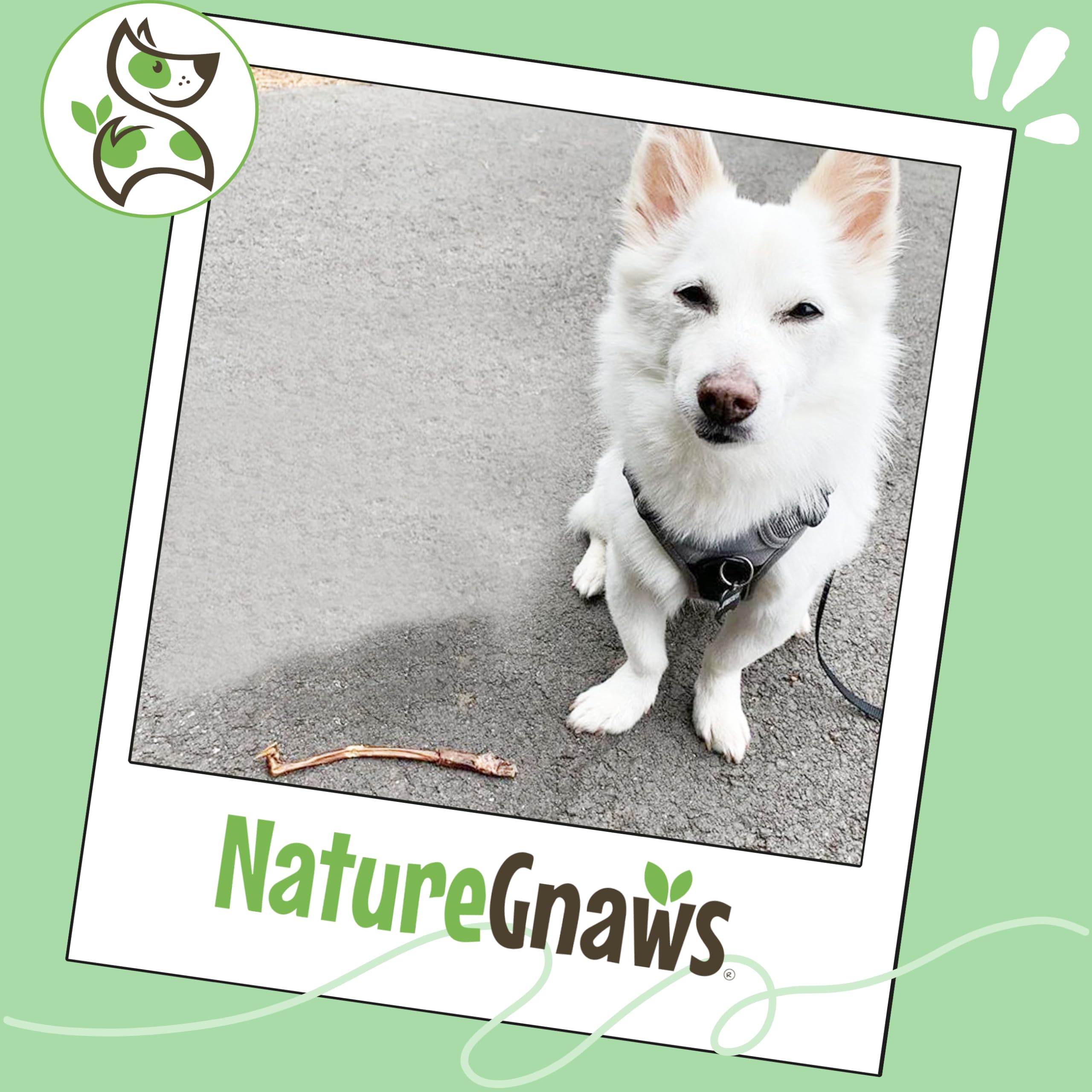 Nature Gnaws bully sticks longue durée, texture épaisse pour occuper et satisfaire.