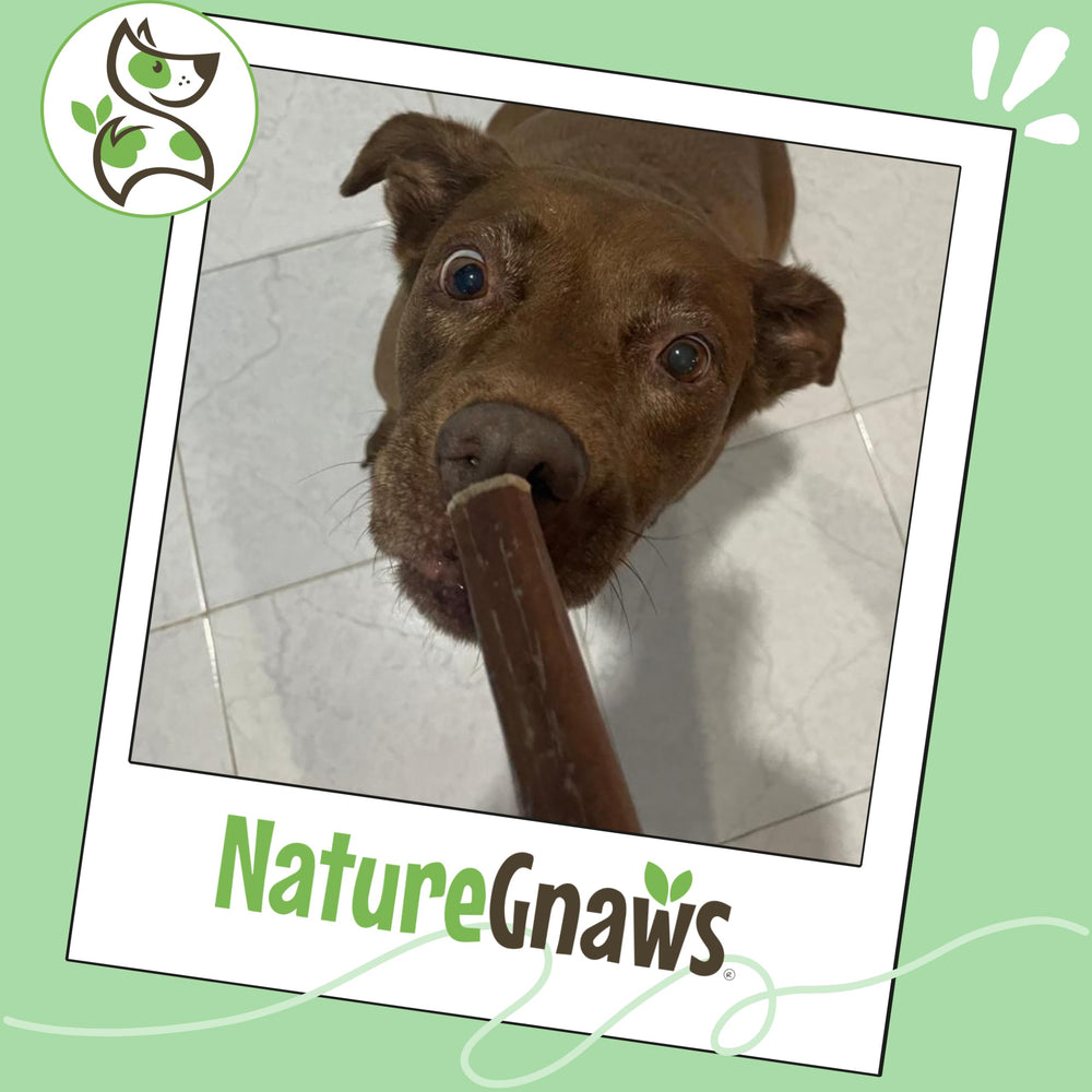 Nature Gnaws Bully Sticks – longue durée, idéale pour grands chiens.