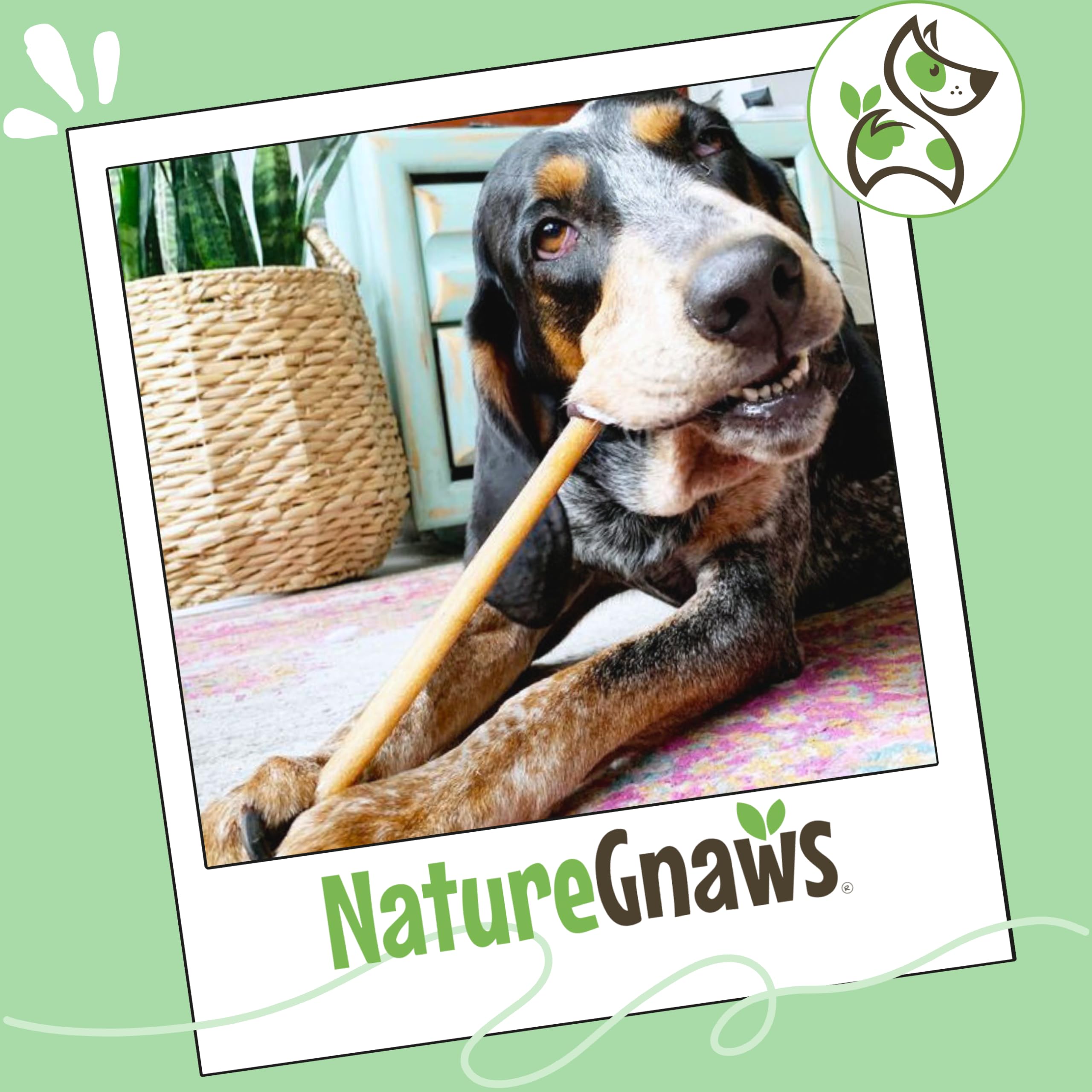 Nature Gnaws Bully Sticks texture épaisse, récompense naturelle et durable.