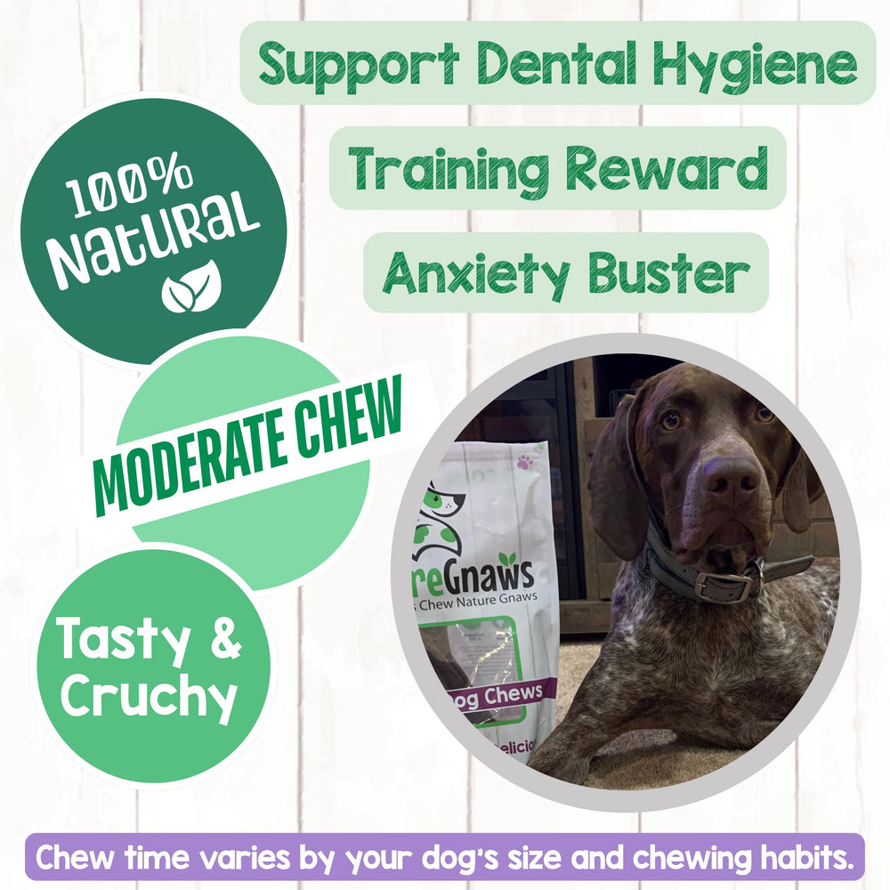 Chien en train de mâcher goulet boeuf, expérience savoureuse.