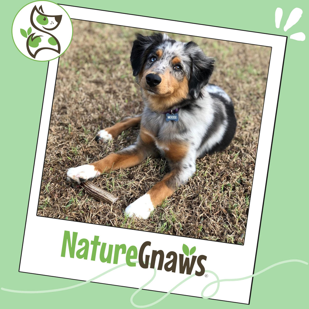 Nature Gnaws Cornes d’élan pour chiens, saveur naturelle appréciée.