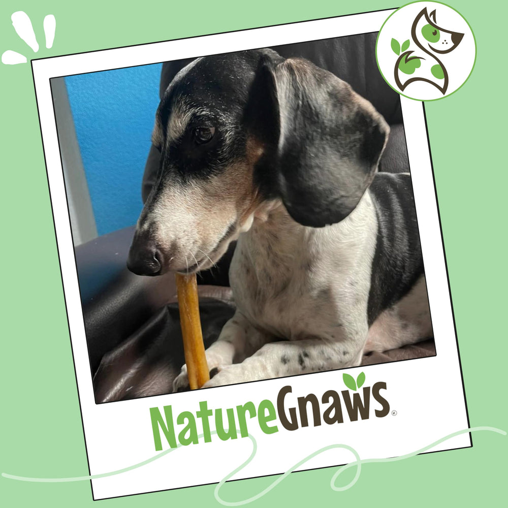 Nature Gnaws entreprise familiale petit chien : produits naturels et responsables
