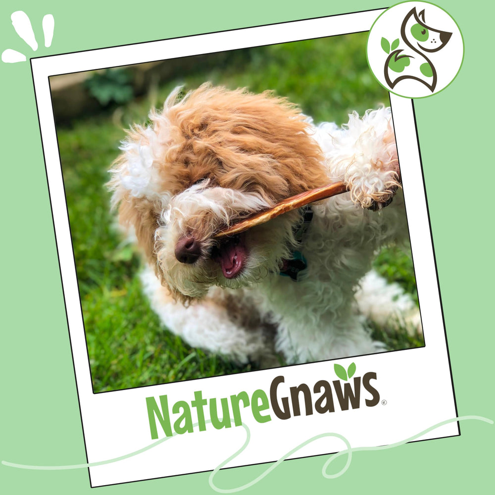 Nature Gnaws convient aux chiots en dentition et chiens seniors