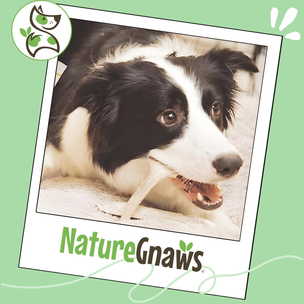 Gâteries Nature Gnaws en bois de cerf, alternatives sans additifs pour chien.