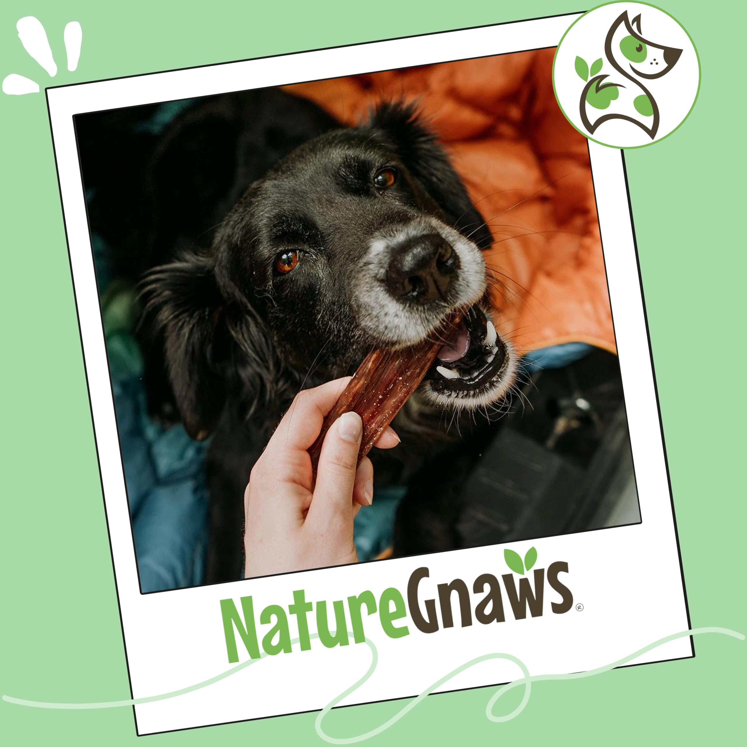 Nature Gnaws Goulet Boeuf Petit Chien – alternative naturelle aux os manufacturés.
