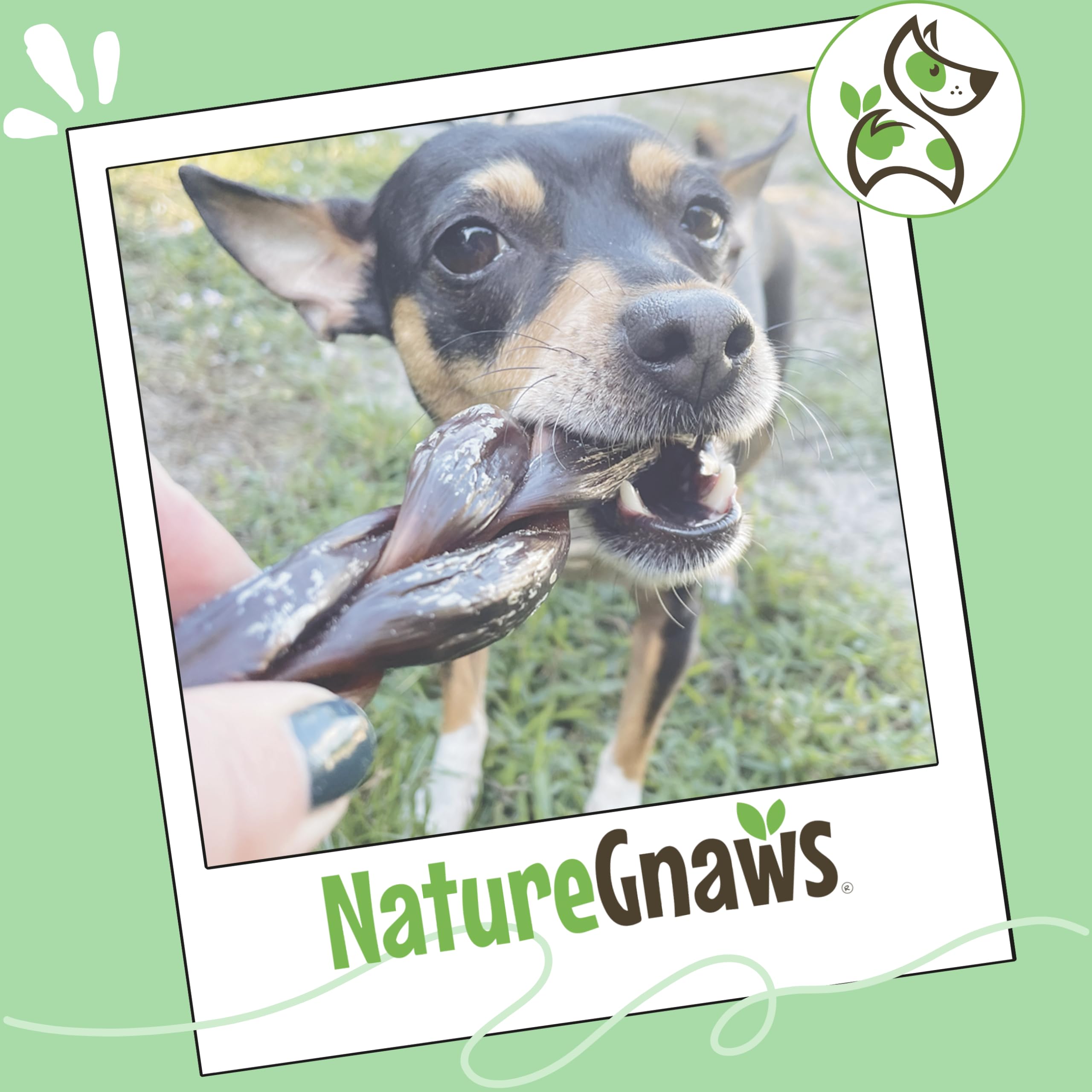 Nature Gnaws Hygiène Dentaire Boeuf: contribue a une bouche plus fraiche.